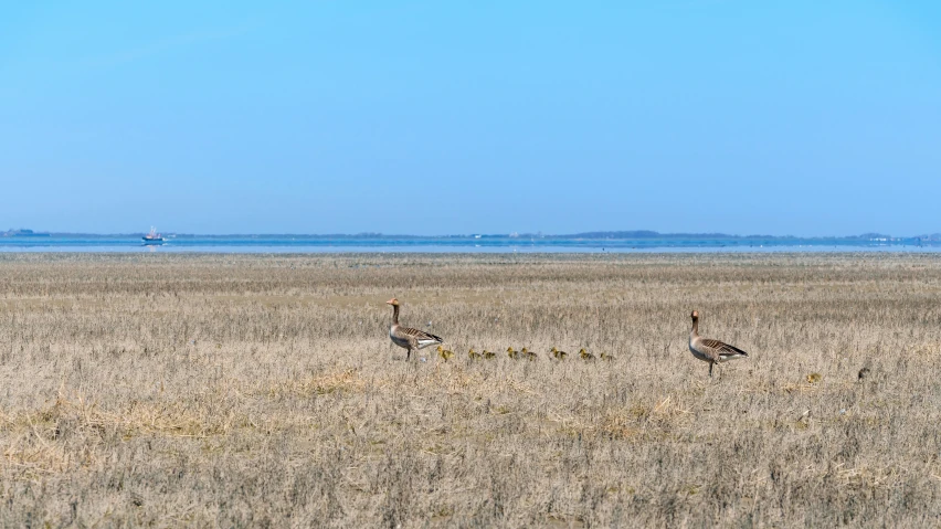 two birds walk in a large dry grass field