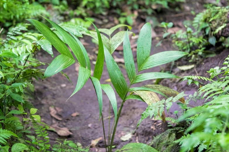 large plant with short leaves sitting in the middle of a forest