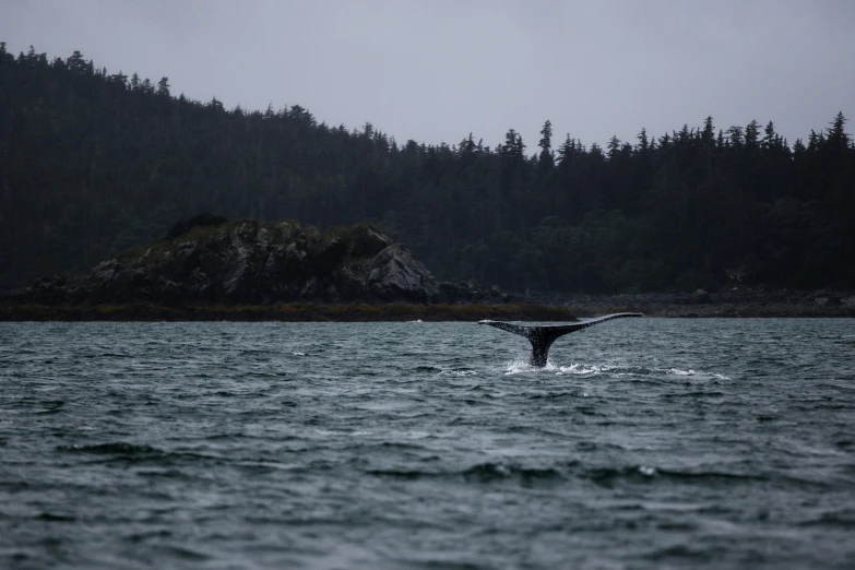 a whale tail flups from the ocean