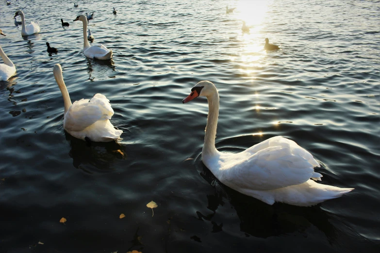 a bunch of swans swim in a lake