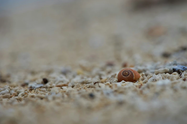 small orange snail crawling through sand on beach