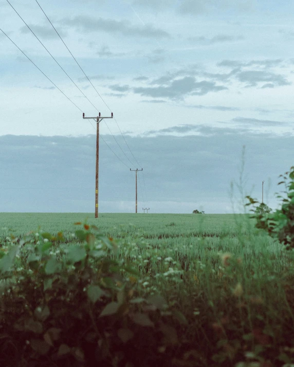 the power lines are overtaken with electric wire