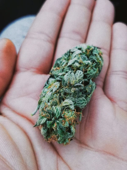 a hand holding a green marijuana