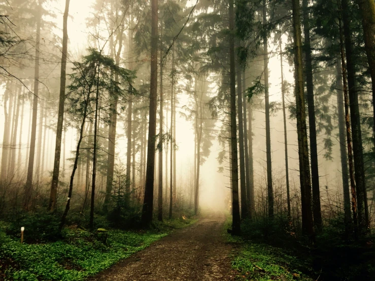 an image of a foggy pathway through the woods