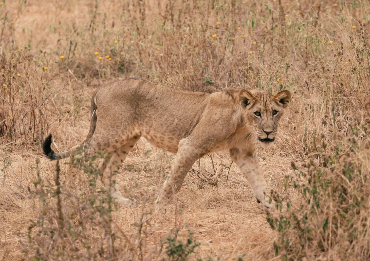 a small lion walks through a field of tall brown grass