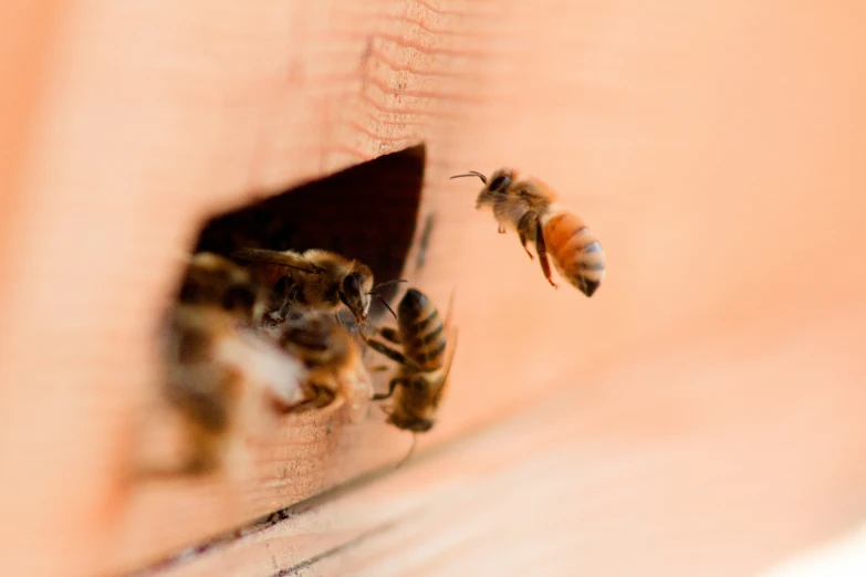 some bees are in front of some blurry items