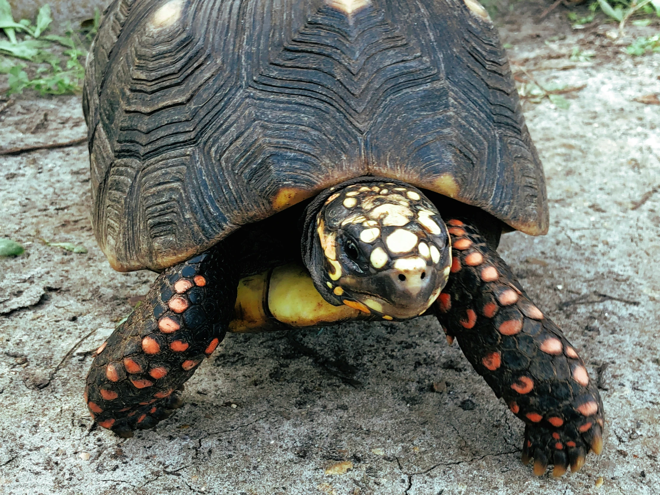 a small tortoise looking at the ground