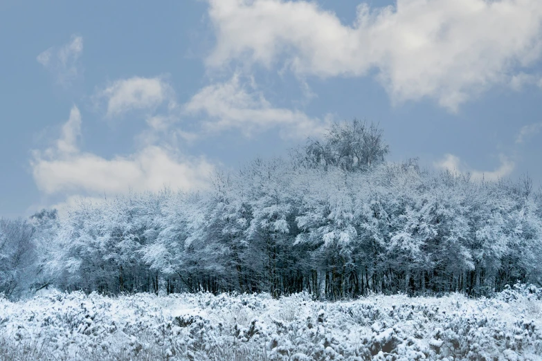 trees stand near each other in snow covered field