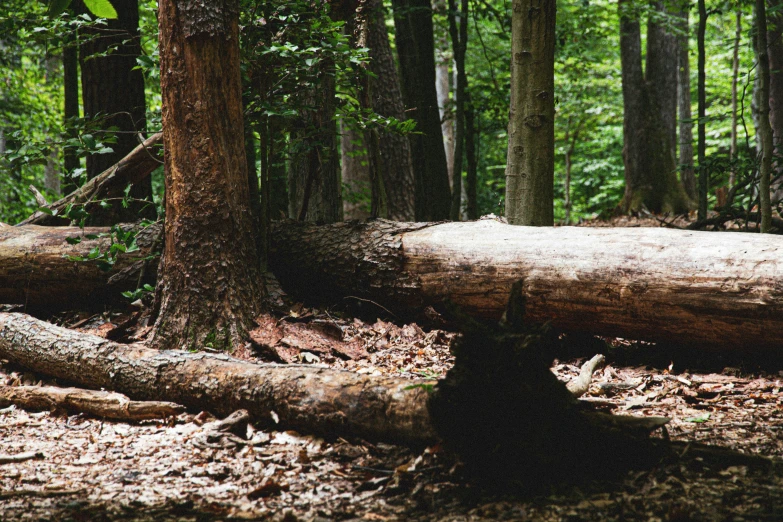 a fallen tree sits in the middle of a forest