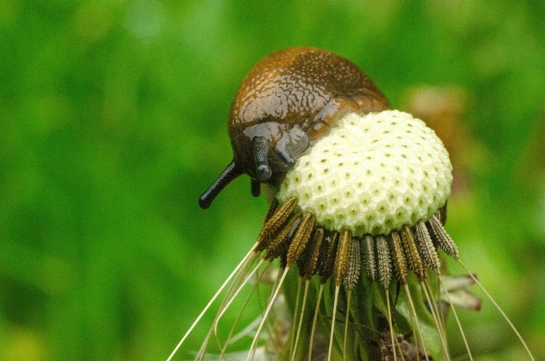 a picture of a large insect perched on a plant