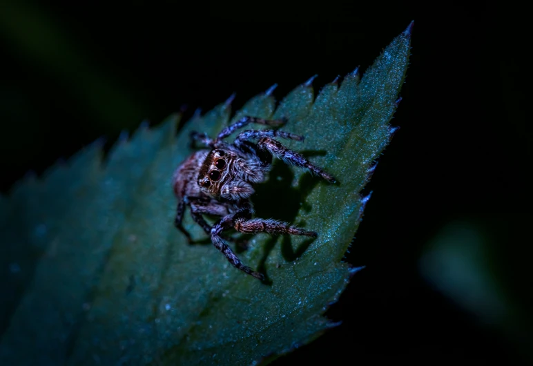 a spider is seen on top of a leaf