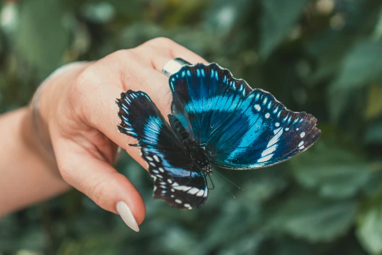 a woman's hand holding a blue and black erfly