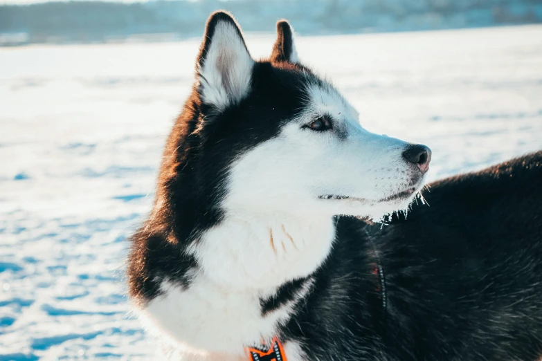 a husky dog with his mouth open outside in the snow