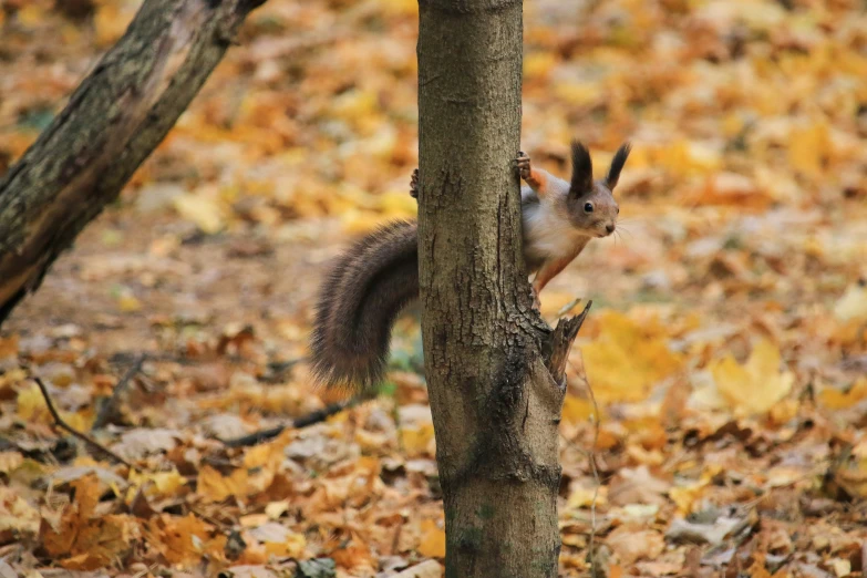 the squirrel is hiding behind the tree in the forest