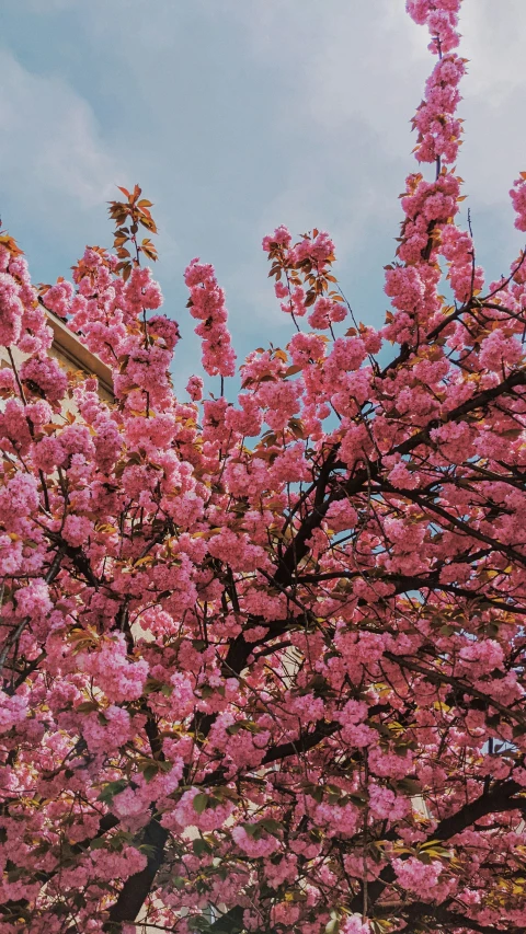 some red flowers are blooming in a tree