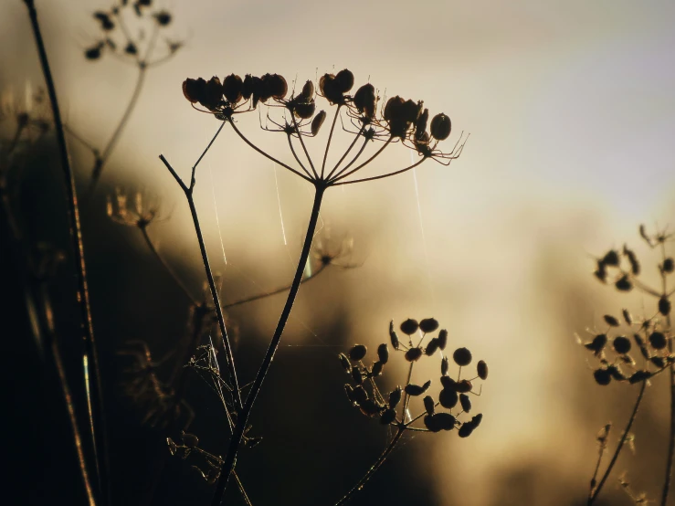 plants with their stems in the sun near some water