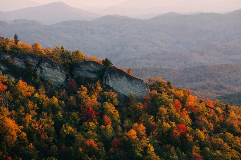 a forest with mountains in the background with trees on the side of it