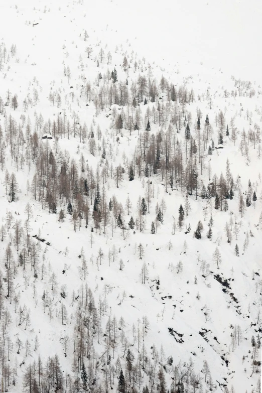 some trees and snow and a light blue sky