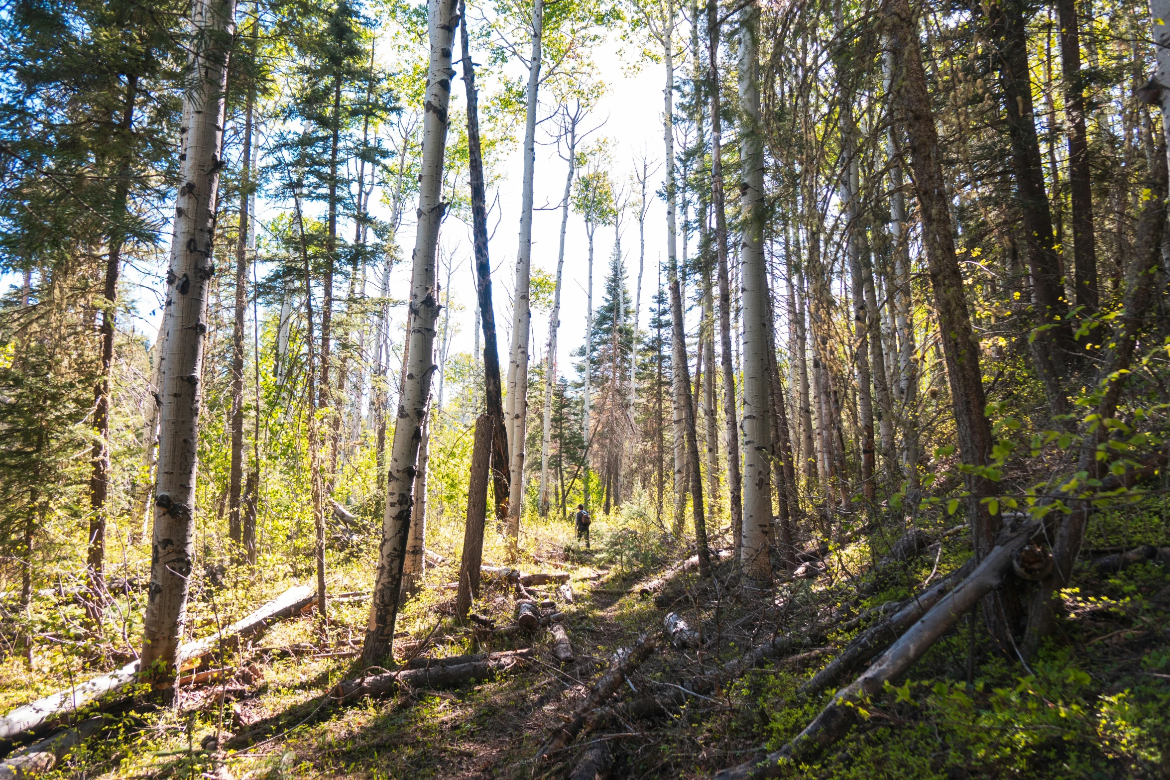 the path is next to a forest with trees