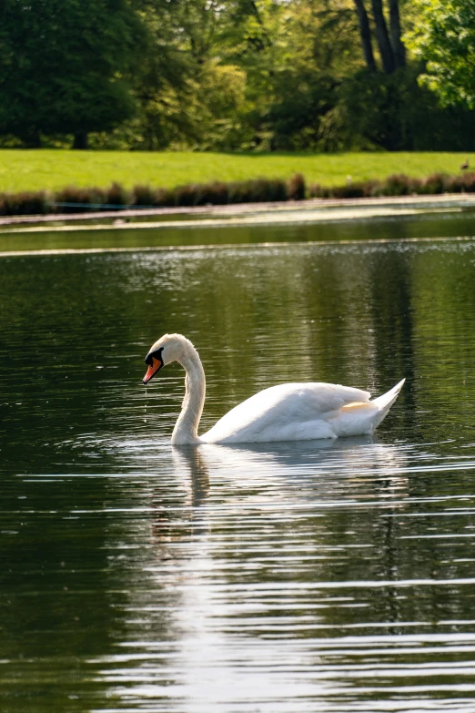 a lone swan in the water near some grass