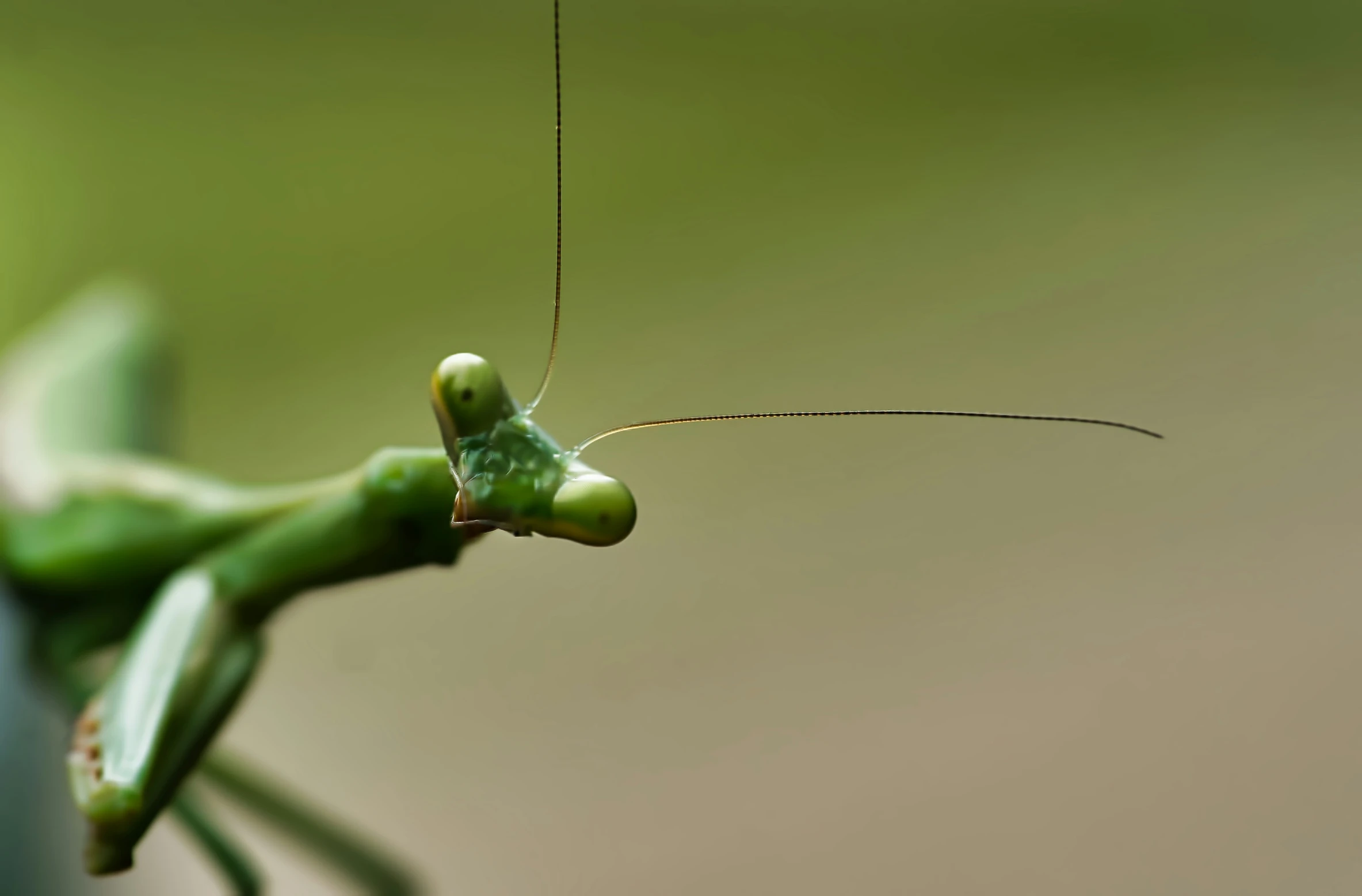 an adult praying mantissah with one eye open