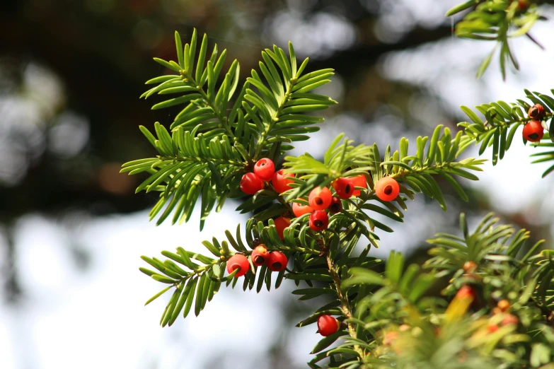 a couple of cones on a tree with small red berries