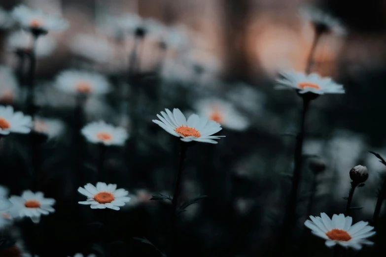 some white flowers with an orange center in the middle