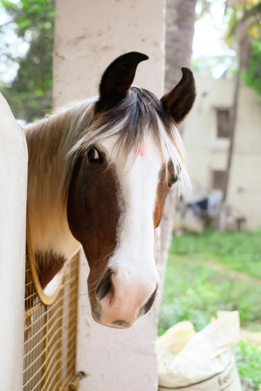 an adorable brown horse stands in front of a fence