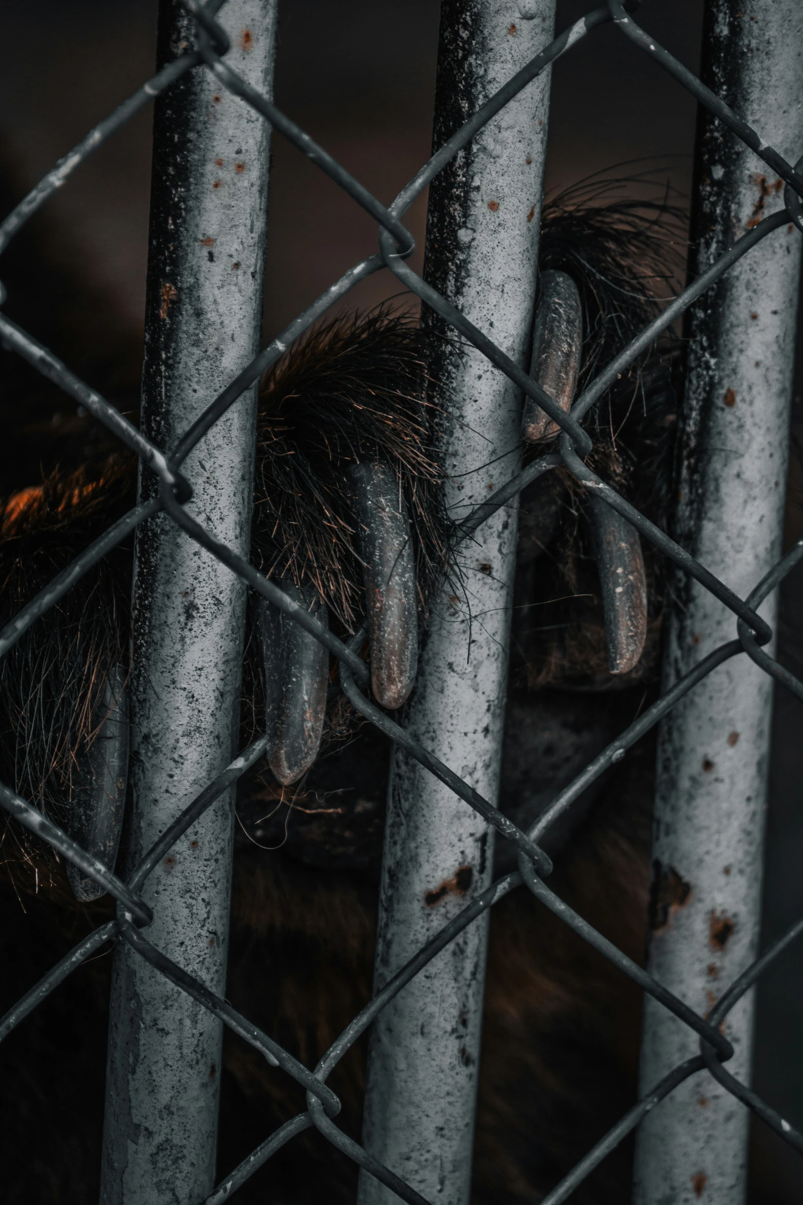 a bear sits inside its caged enclosure