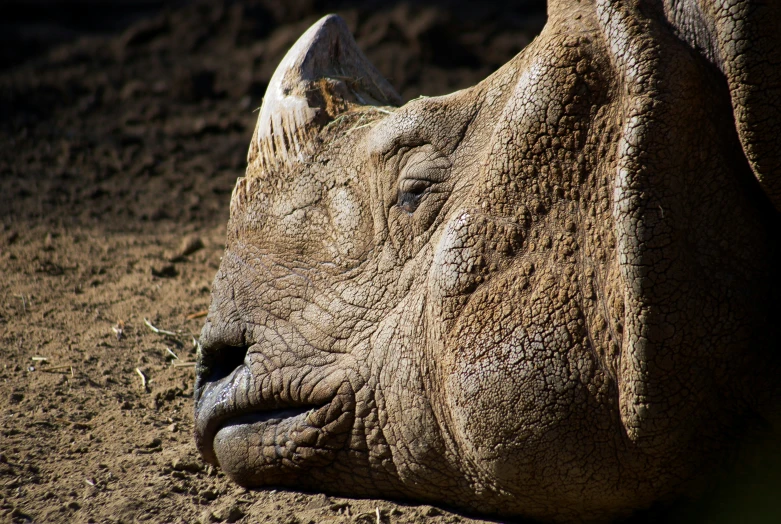 the rhinoceros are laying in dirt, the rhino's head is down