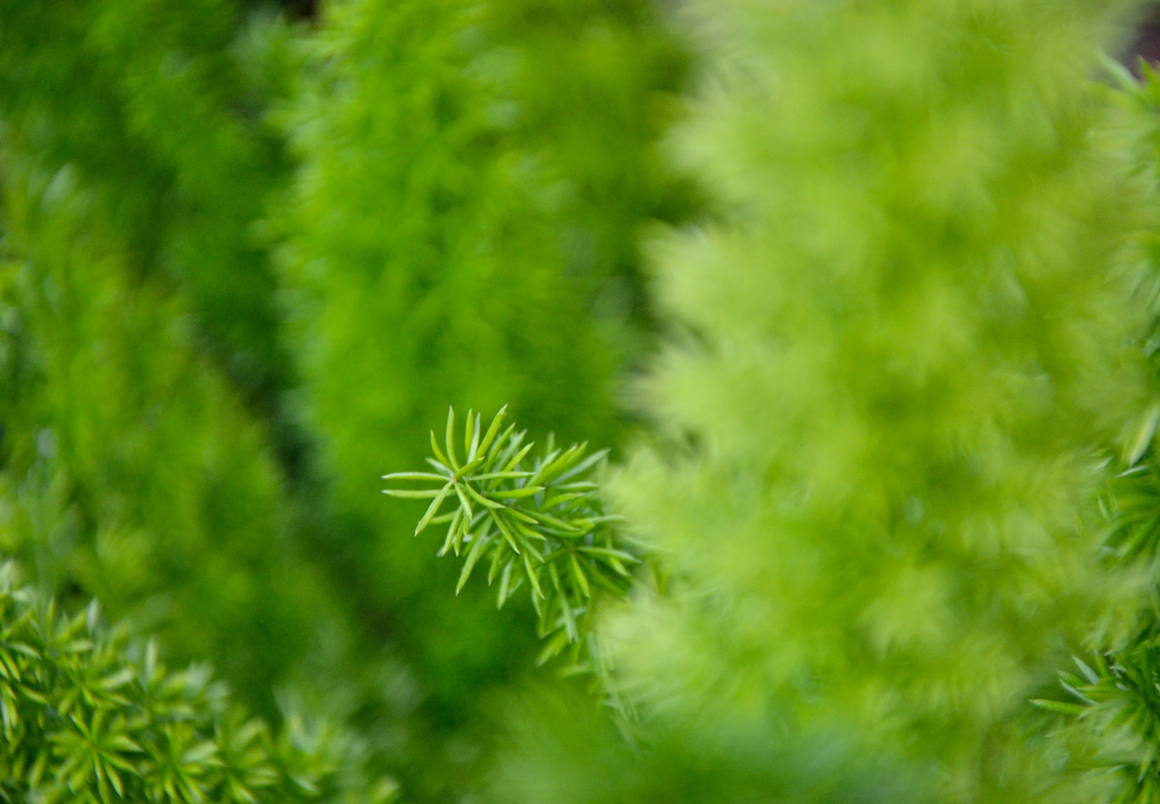 the small, round object is sitting in the middle of the bush