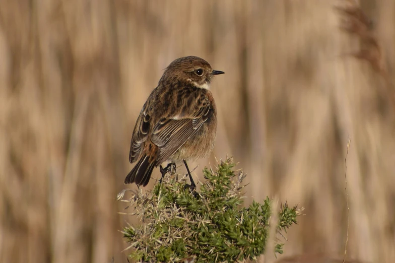 a brown bird perched on a small plant