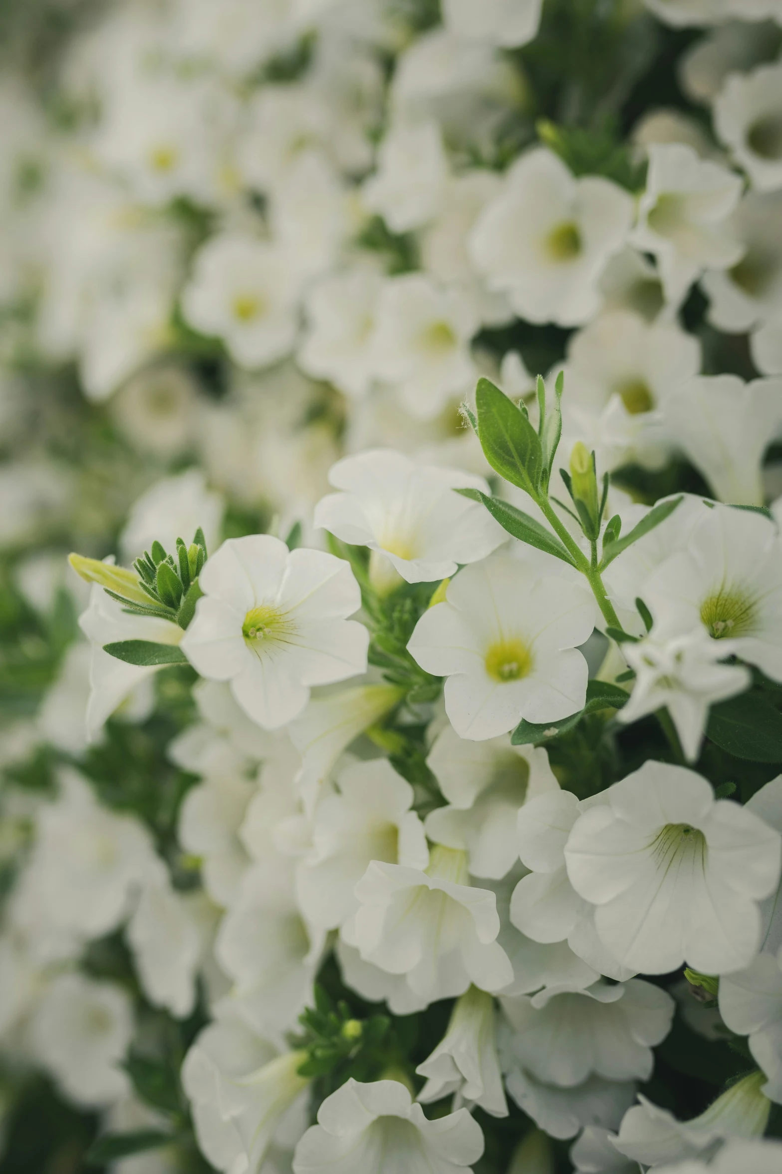 white petunias with green stems in closeup