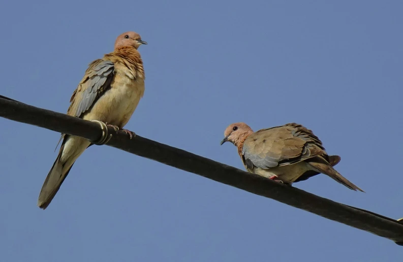 two birds perched next to each other on a wire