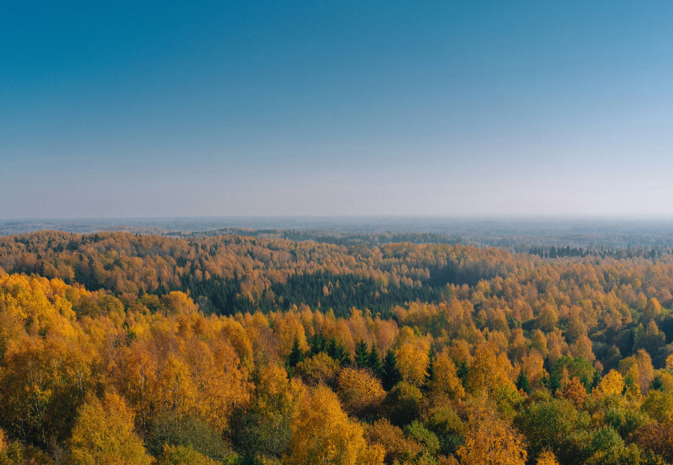 the fall colors in a heavily forested area