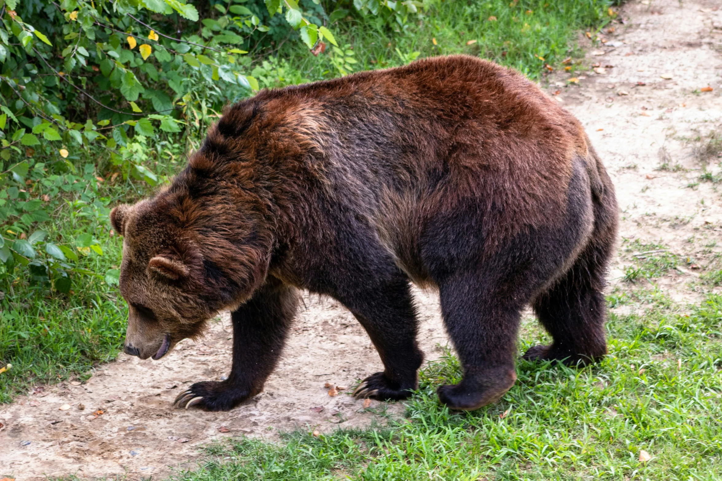 a bear is standing on dirt in the grass