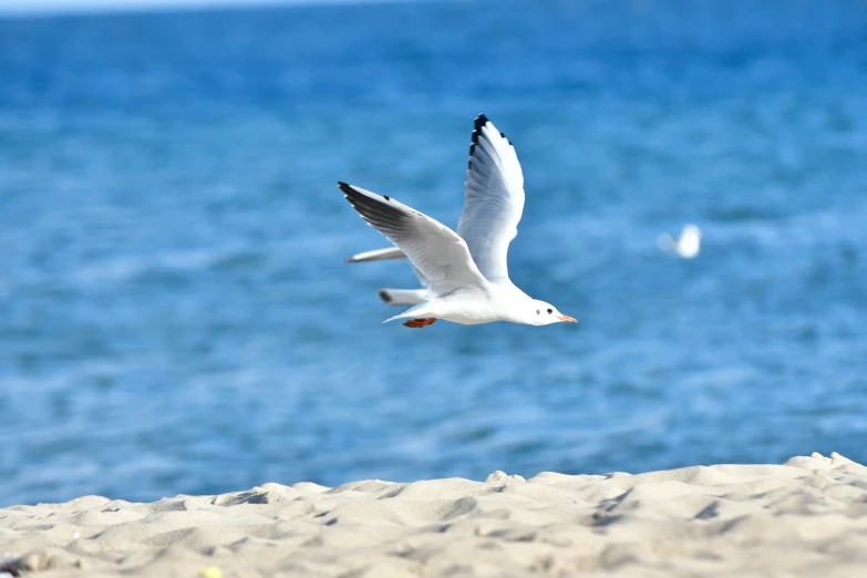 a bird flying over a beach next to the ocean