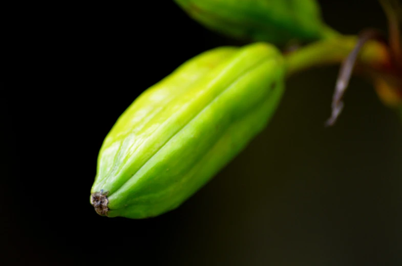 the bud of an unripe green plant is pictured