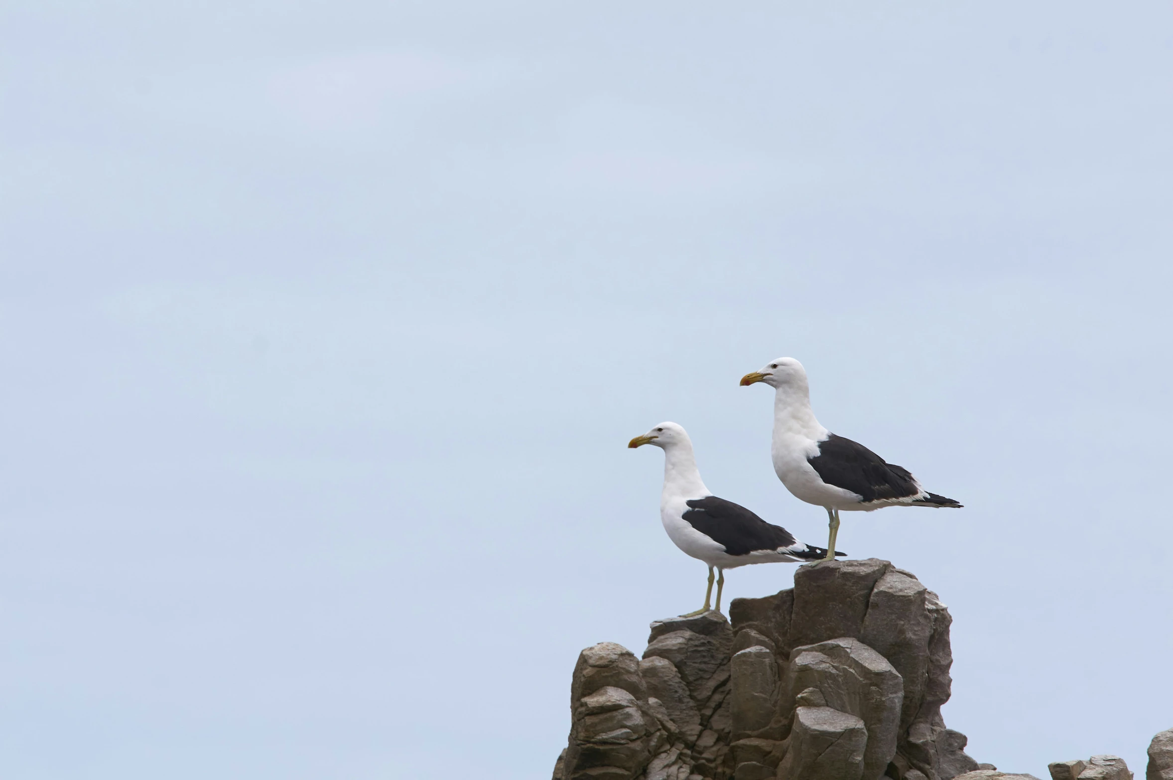 two seagulls sitting on a rocky mountain formation