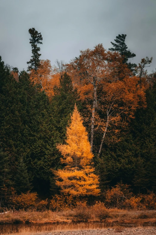 trees near a body of water with a few trees in the background