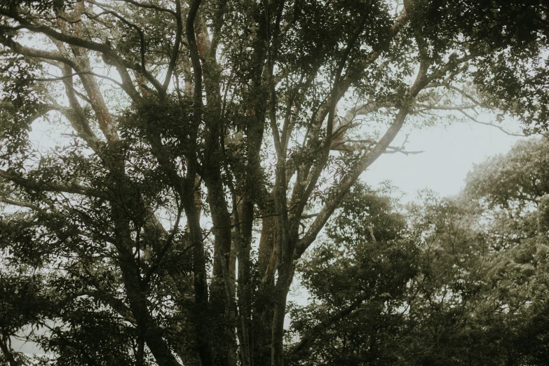 an old, black and white po of a tree in front of a building