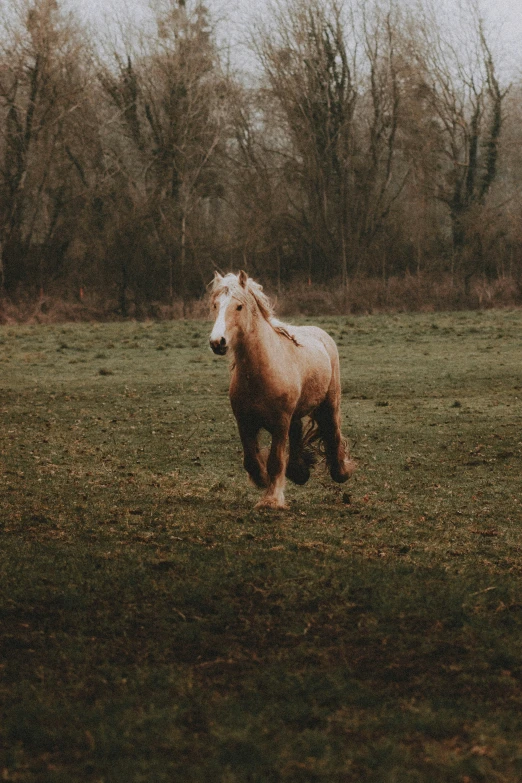 a horse standing in a field with trees behind it