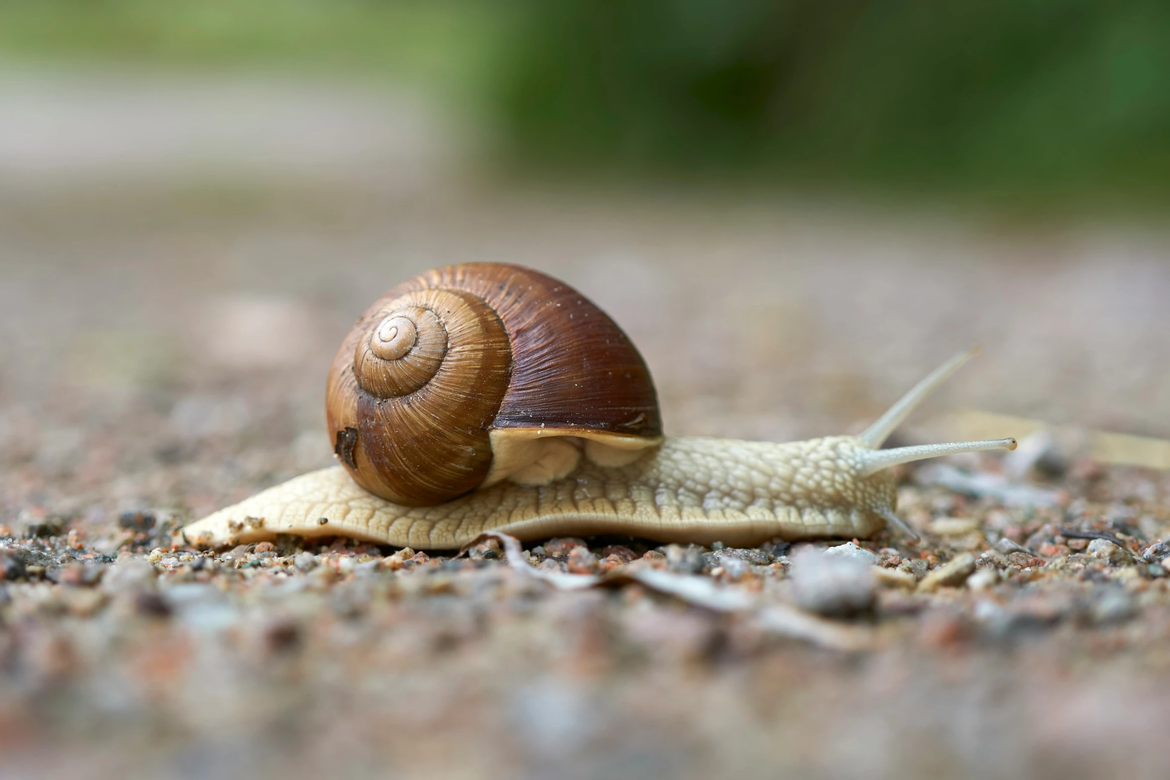 a snail crawling across a gravel field