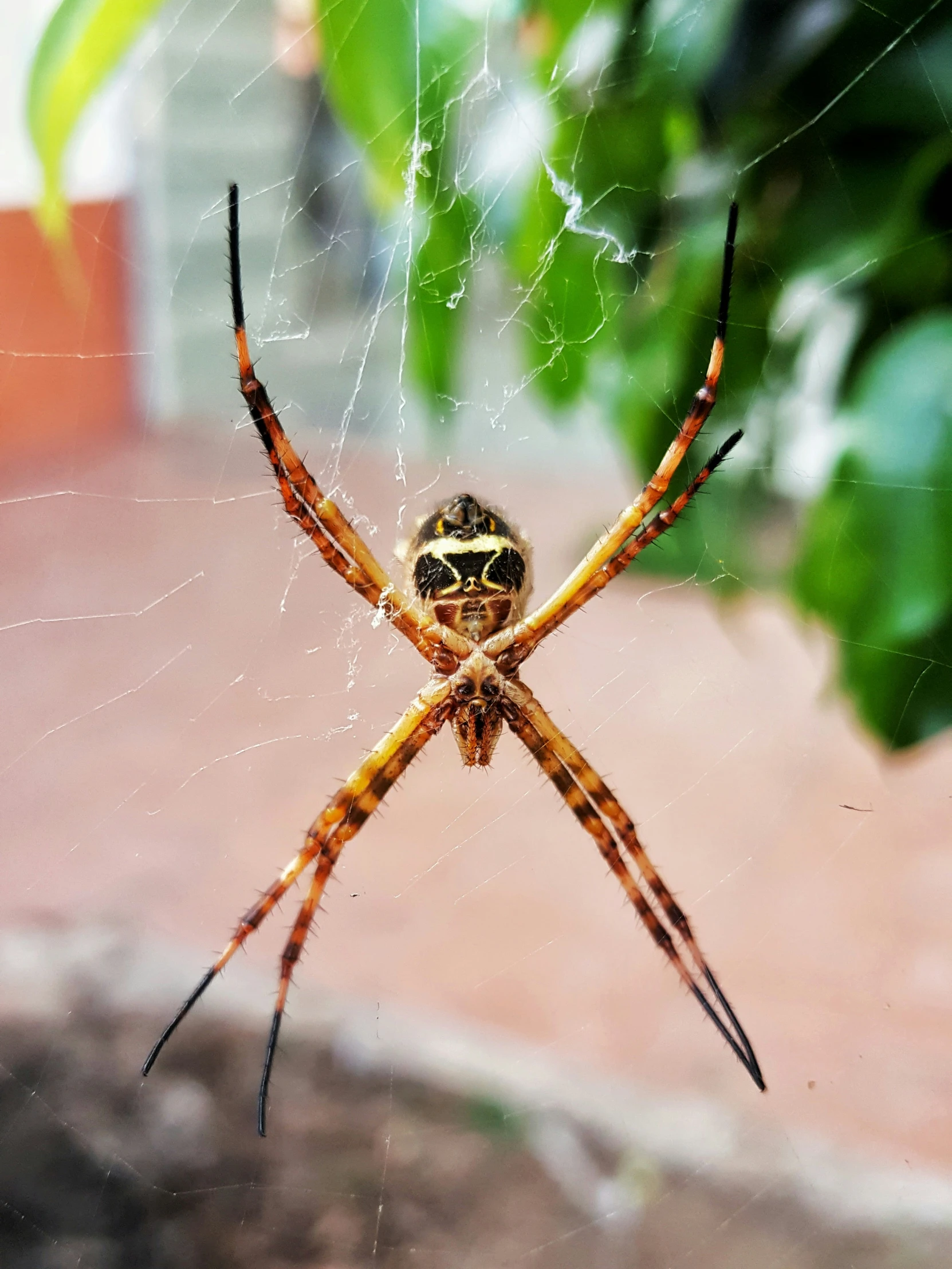 an orange and black spider is hanging on its web