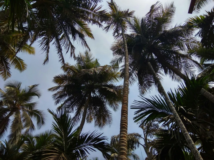 a po of palm trees under cloudy skies
