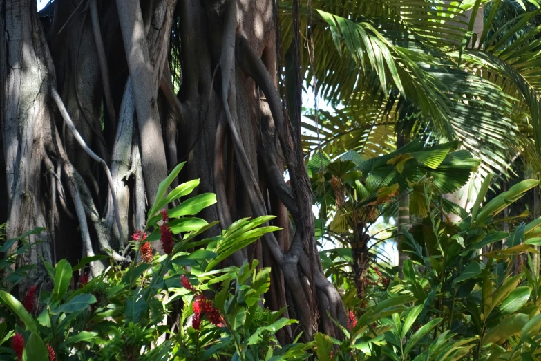 several different trees in a forest are tall