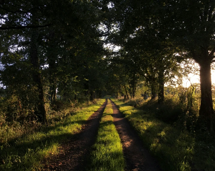 an empty road on a tree lined country side