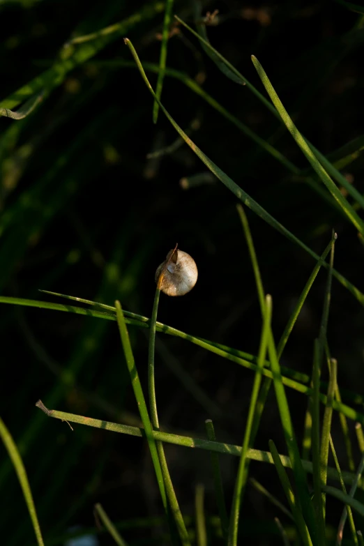 small bug crawling on top of some green grass