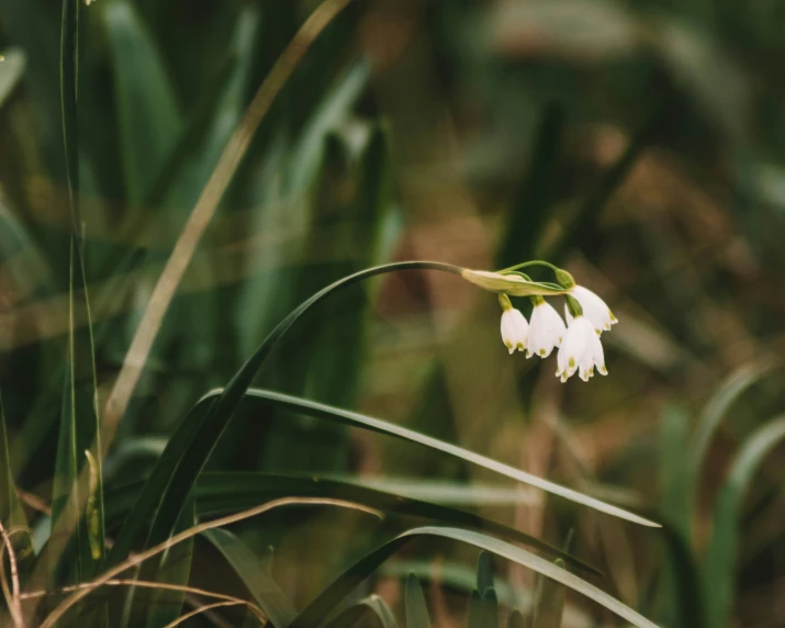 a small white flower is growing in the grass