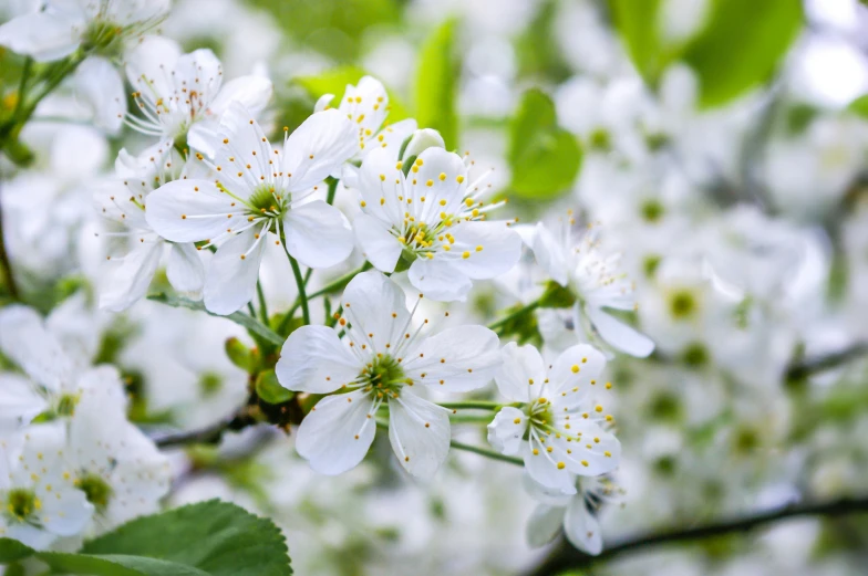 an image of a tree full of white flowers